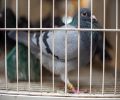 Capture de pigeon à Dollard-Des-Ormeaux