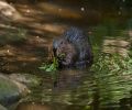 Capture castor Dollard-Des-Ormeaux