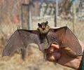 Capture de chauve souris à Dollard-Des-Ormeaux