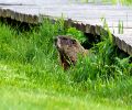 Exterminateur de marmotte à Dollard-Des-Ormeaux