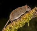 Extermination rats Dollard-Des-Ormeaux